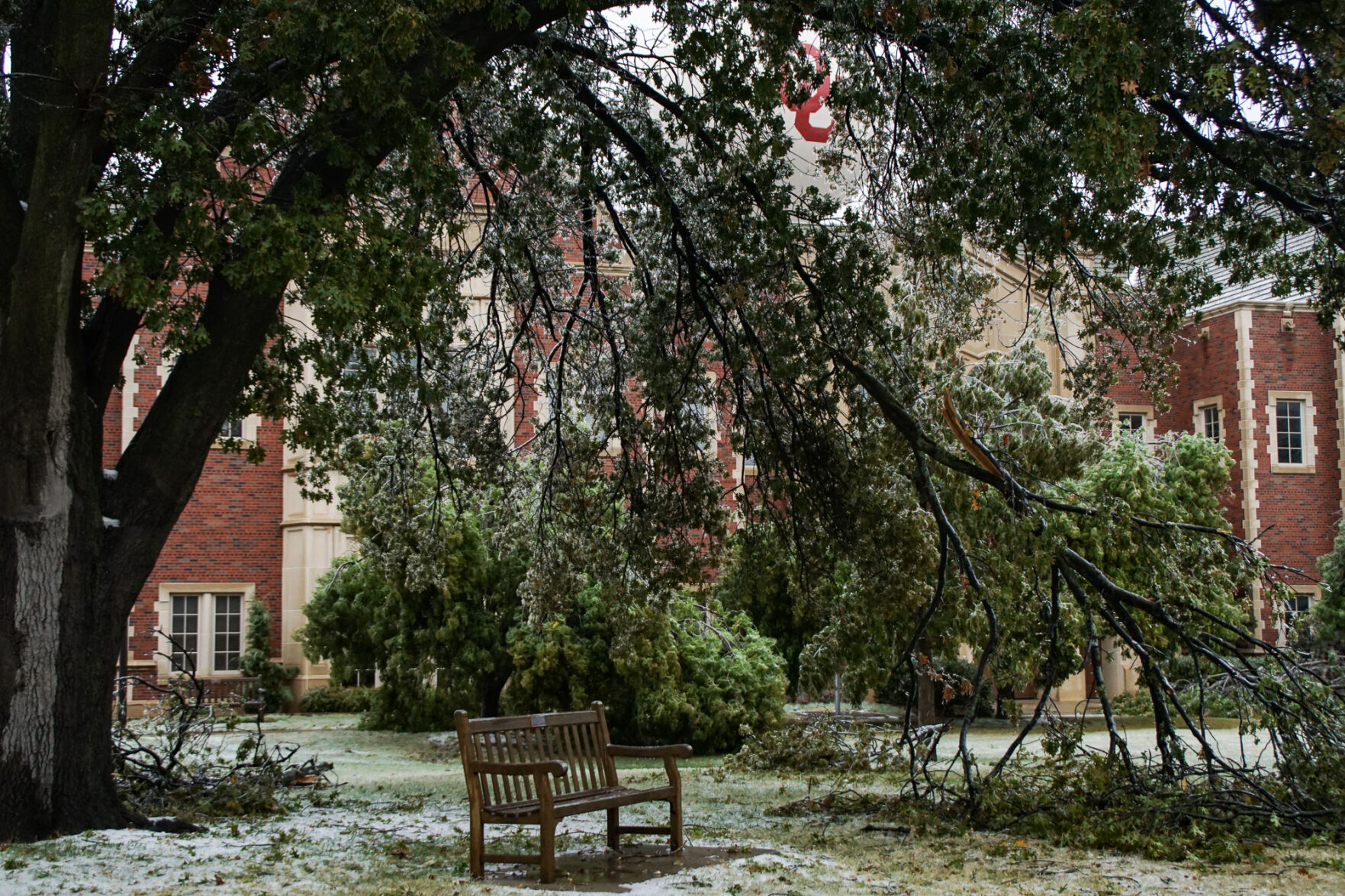 Broken tree